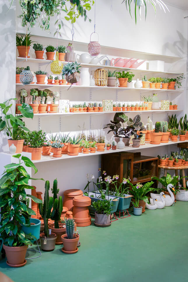 mẫu thiết kế cửa hàng cây cảnh chuyên nghiệp, hiện đại, thẩm mỹ không thể bỏ qua
