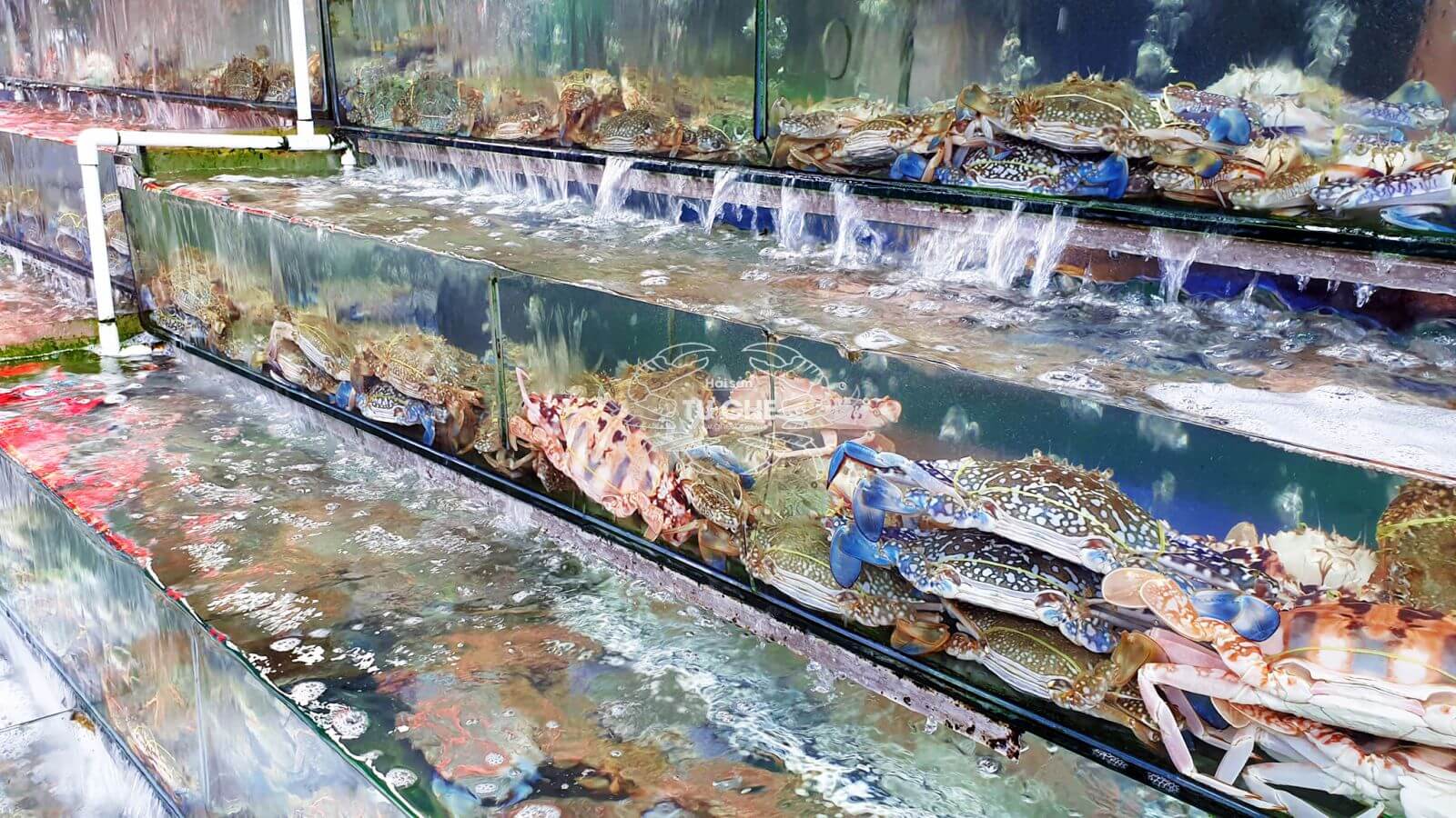 kinh nghiệm mở cửa hàng hải sản tươi sống Pendecor